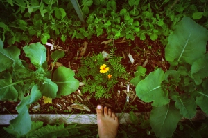 barefoot garden
