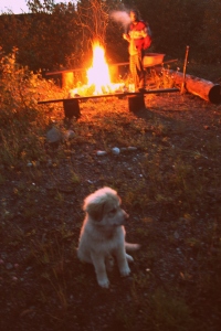 fire puppy